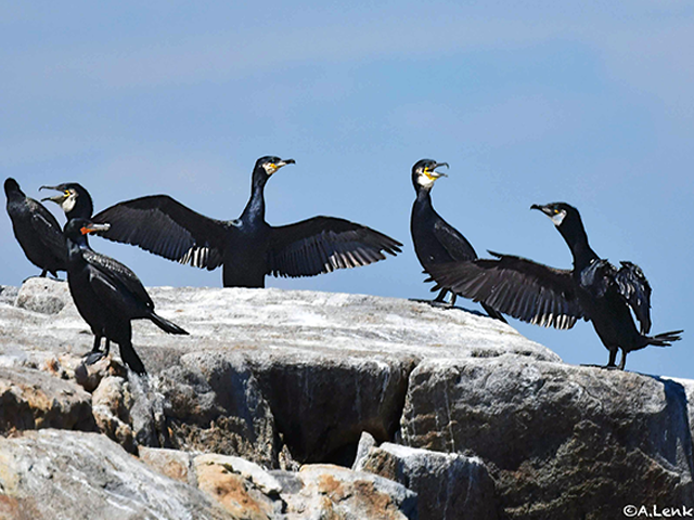 Great Cormorants by Alan Lenk